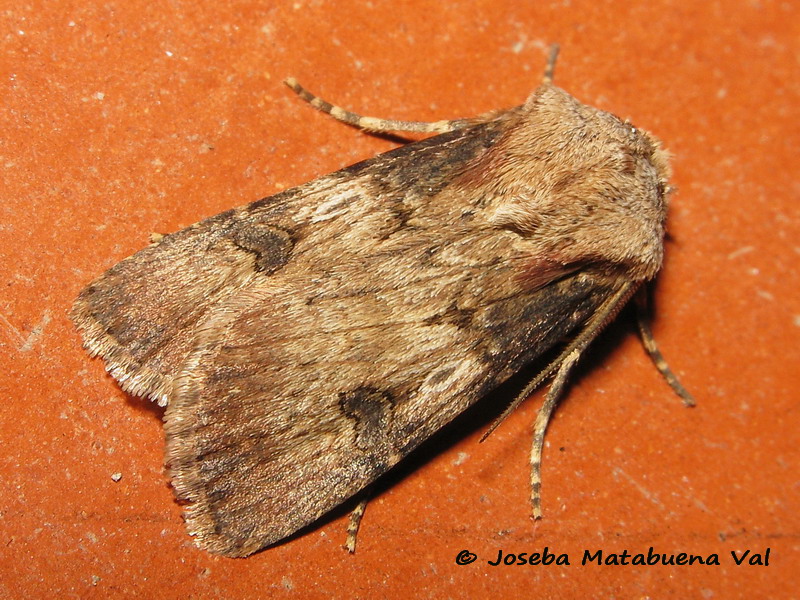 Agrotis da id - Agrotis puta, Noctuidae